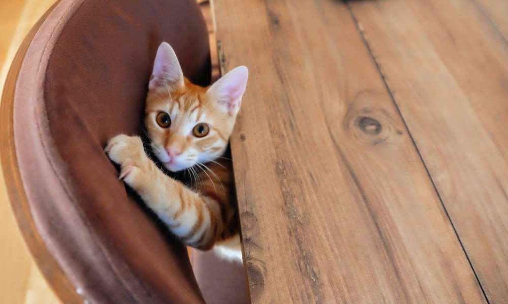 How To Stop Cats From Scratching furniture