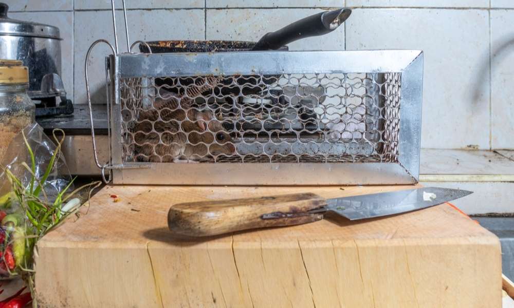How to Get rid of Mice in Kitchen Cabinets