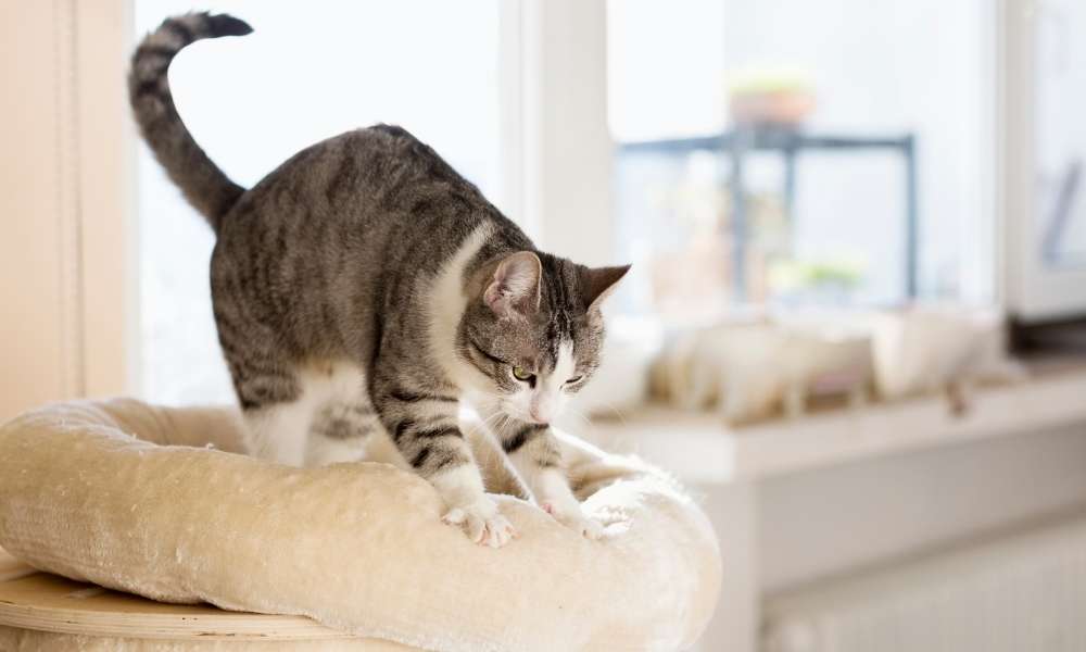 how to get cats to stop scratching furniture